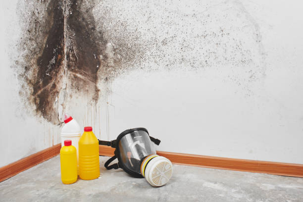 Best Basement Mold Remediation in Weston Mills, NY