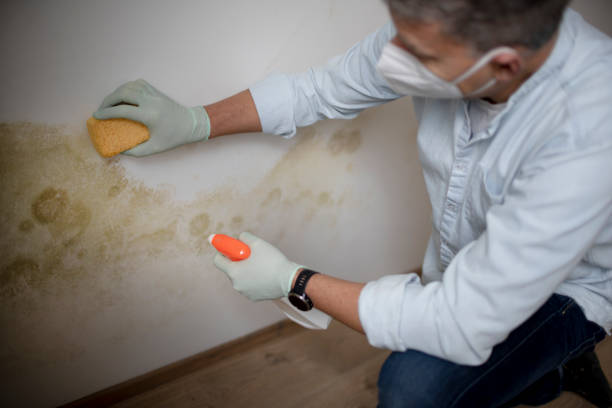Weston Mills, NY Mold Remediation Company
